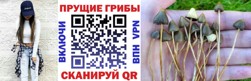 Галлюциногенные грибы Cubensis  Кувшиново 